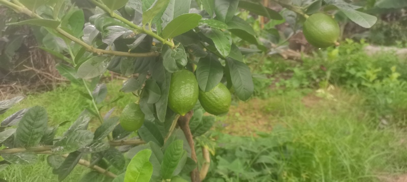 香水柠檬