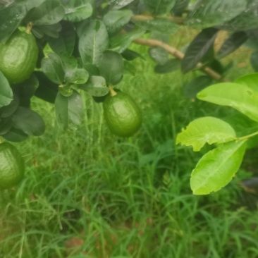 香水柠檬