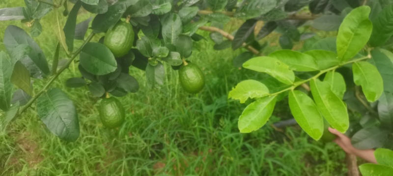 香水柠檬