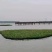 复合纤维浮动湿地高分子聚酯纤维浮动湿地水生植物湿地仿真湿