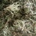 贵州野生金银花产地好货源充足新货，量大从优