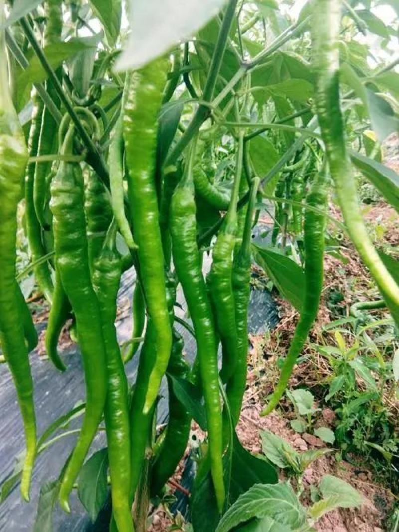 厚皮二荆条