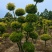 亮晶女贞多头棒棒糖造型丛生小叶女贞嫁接
