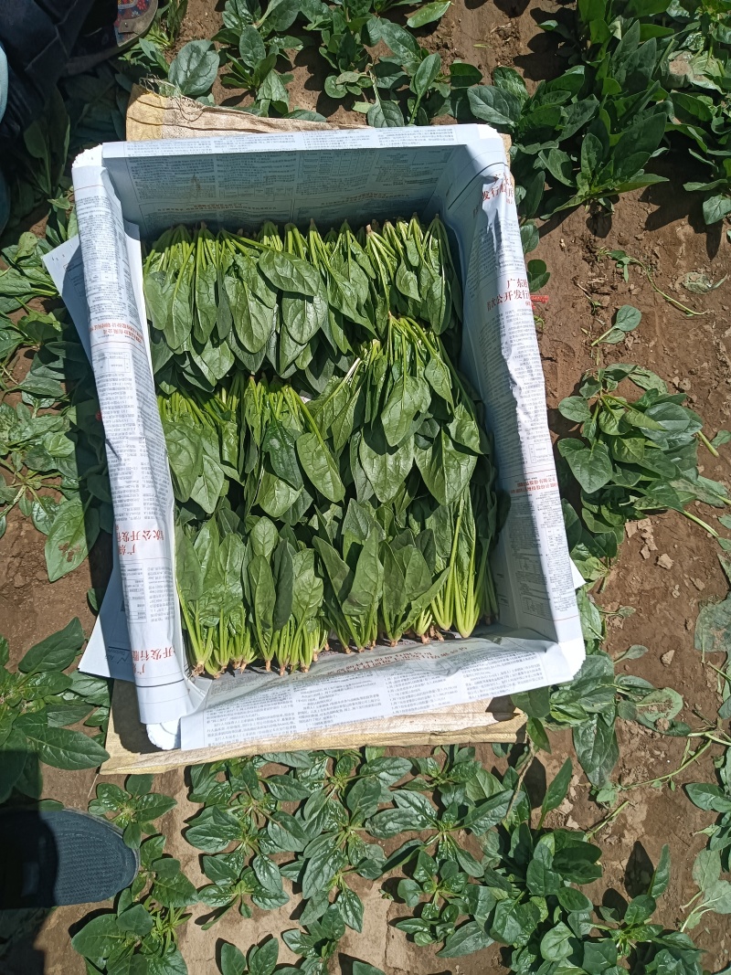 单县菠菜，基地供应，代发全国，质量保证……