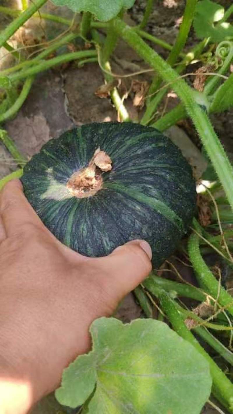 板栗南瓜大量现货