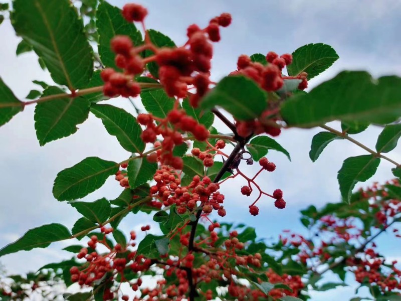 【成都特产】新鲜花椒，香辣麻辣，正宗川味，直供农户，品质好