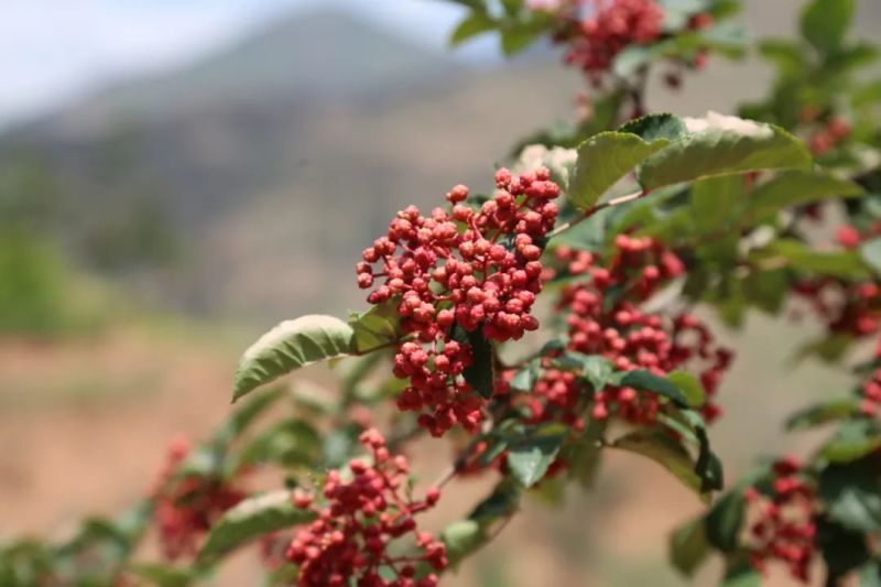 【成都特产】新鲜花椒，香辣麻辣，正宗川味，直供农户，品质好