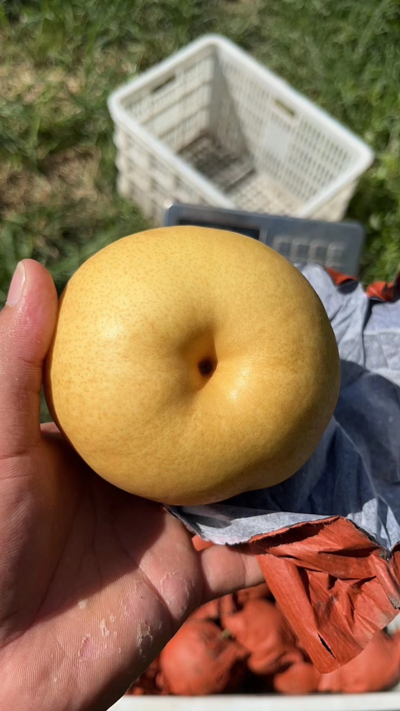 梨，圆黄梨，口感脆甜多汁，大量上市中，欢迎老板咨询！
