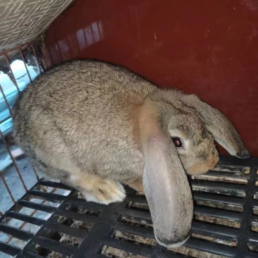 各种优质肉兔