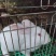 各种优质肉兔