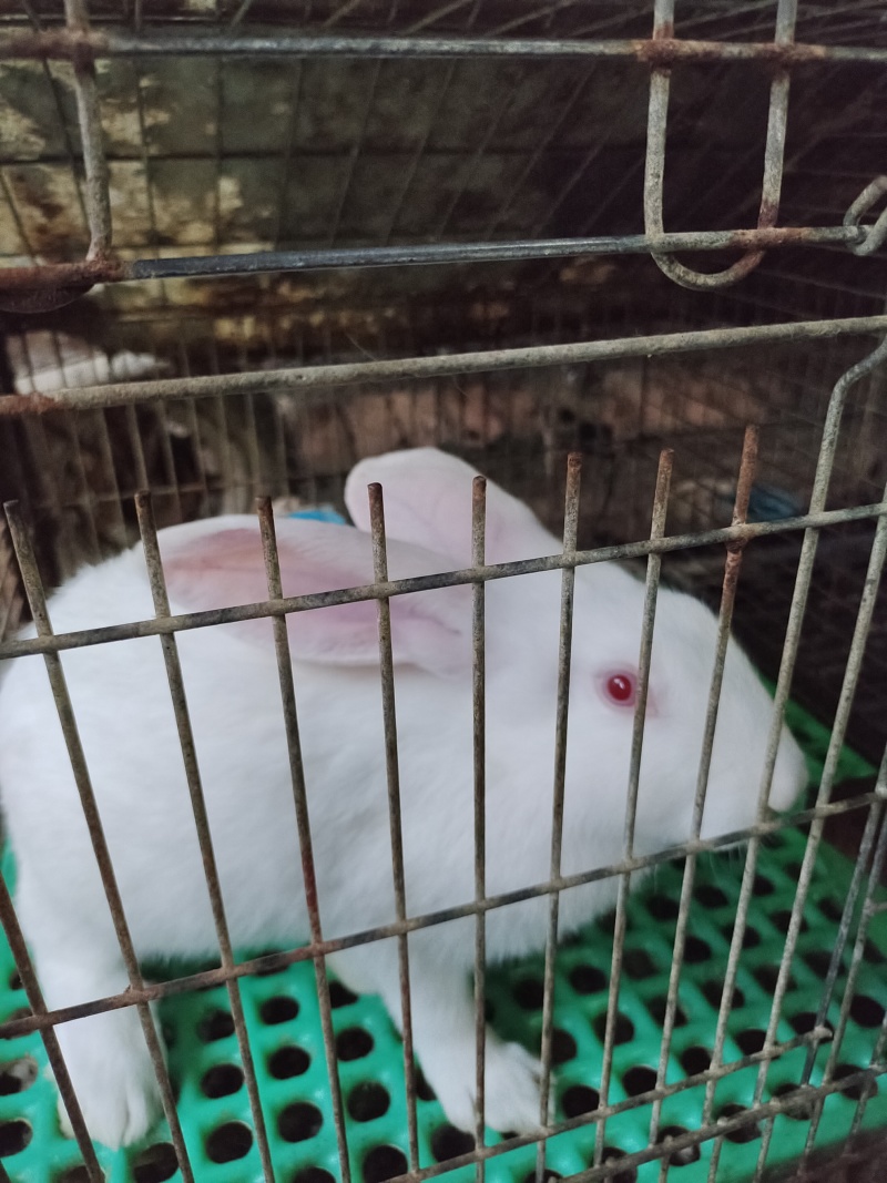 各种优质肉兔