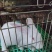各种优质肉兔