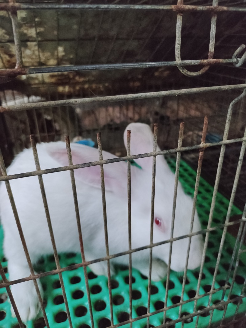 各种优质肉兔