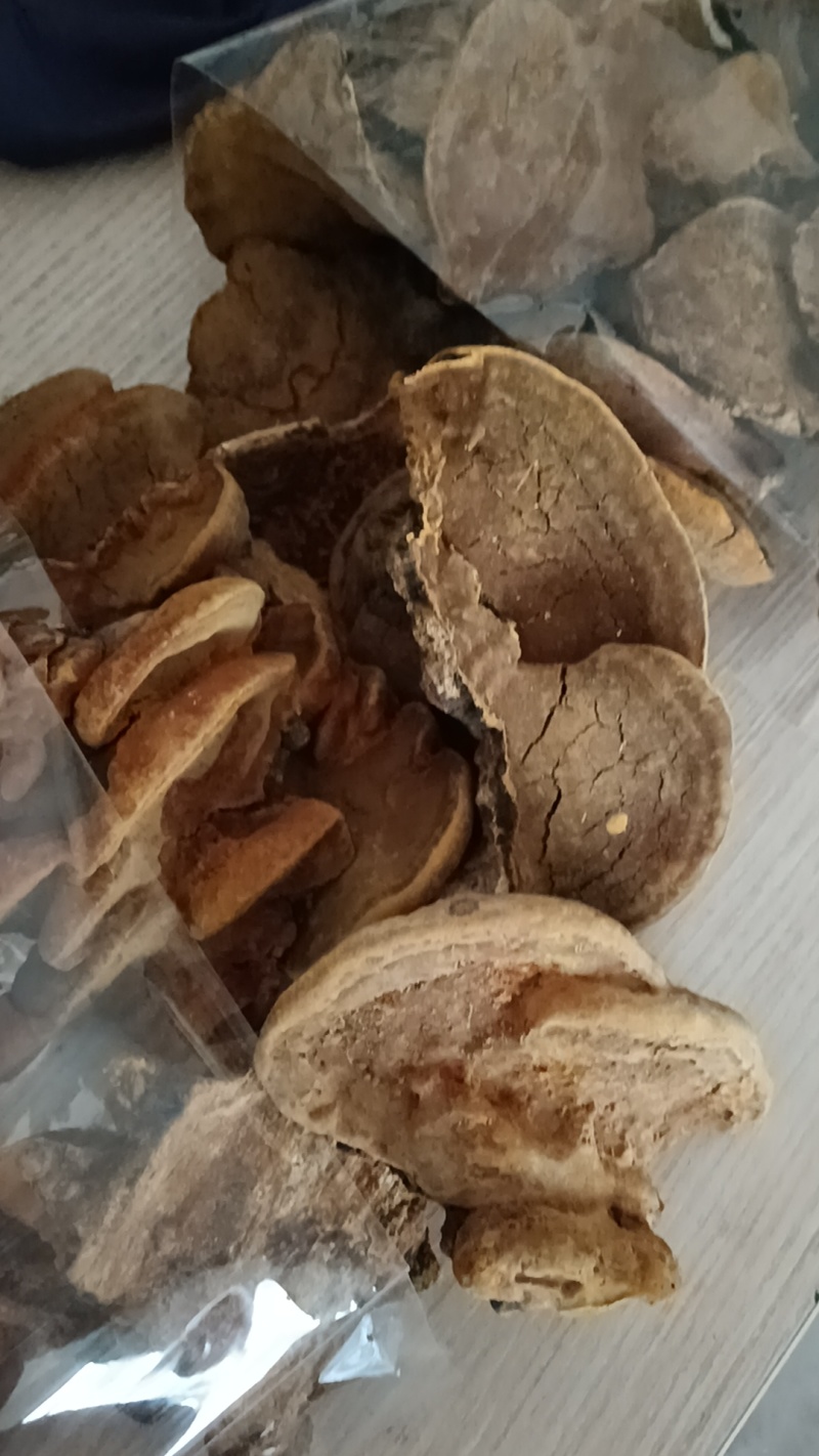 陕西秦岭山杨树桑黄产地一手货源
