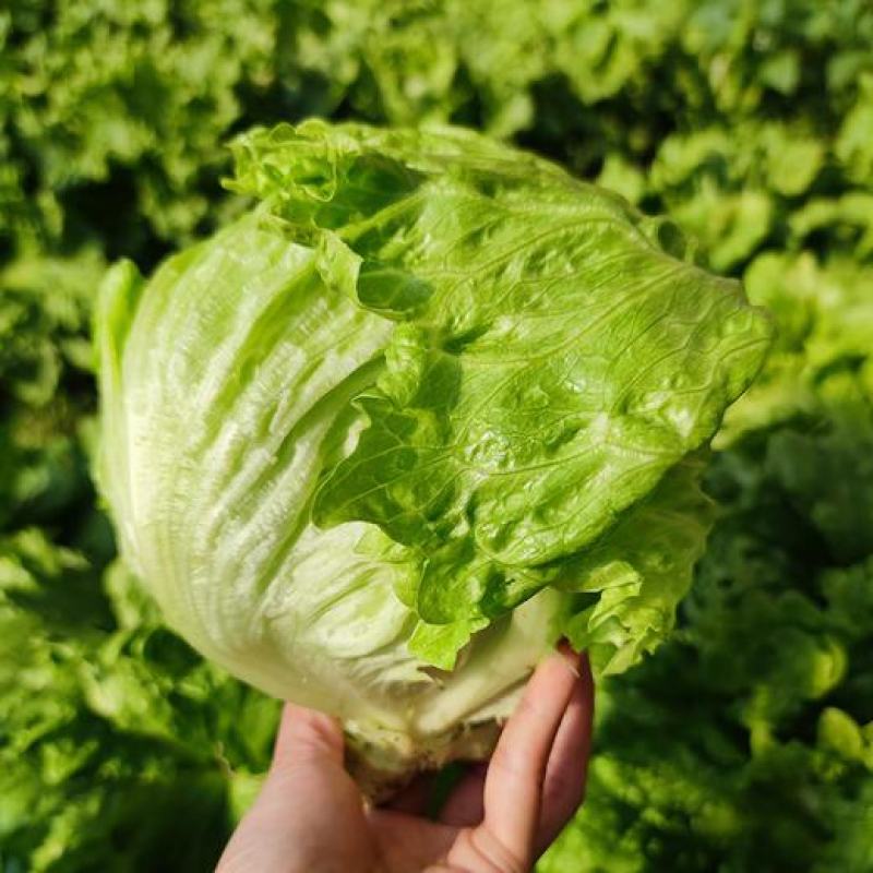 圆生菜陕西宝鸡种植基地。产地直发，量大价优。