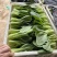 优质精品上海青大量上市产地直销，非常新鲜，欢迎采购
