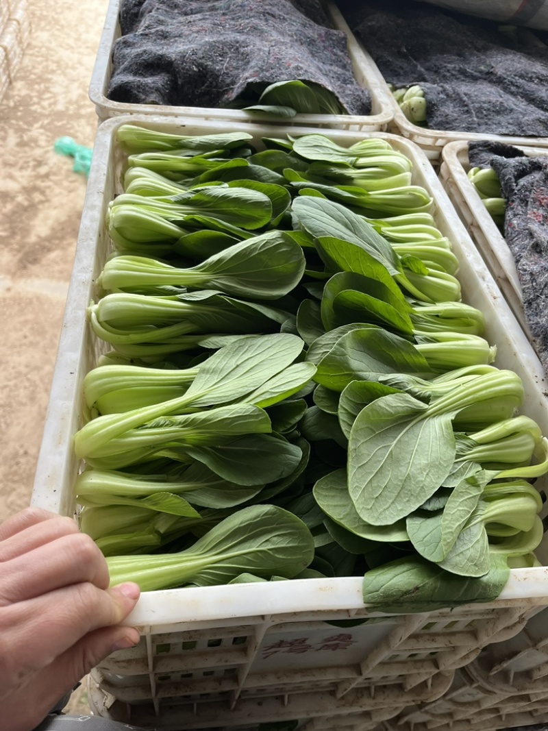 优质精品上海青大量上市产地直销，非常新鲜，欢迎采购