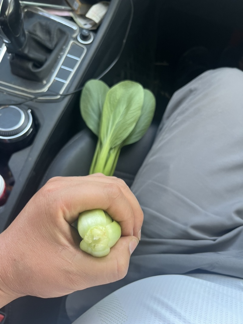 优质精品上海青大量上市产地直销，非常新鲜，欢迎采购