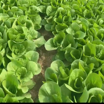 快菜精品小白菜，对接市场商超社区团购欢迎来电洽谈