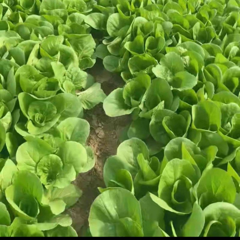 快菜精品小白菜，对接市场商超社区团购欢迎来电洽谈