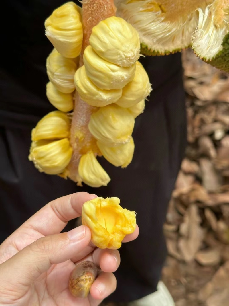 海南榴莲蜜