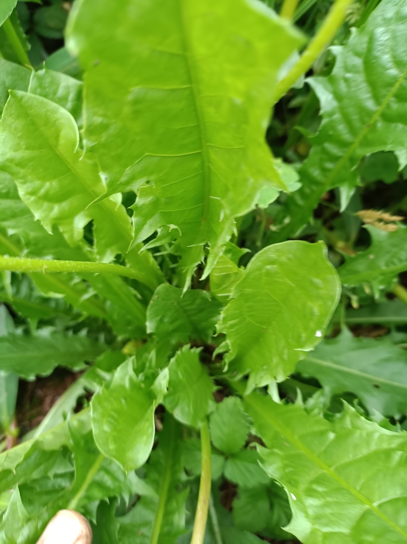 野生蒲公英，大山里自然生长，可泡茶，可做菜。