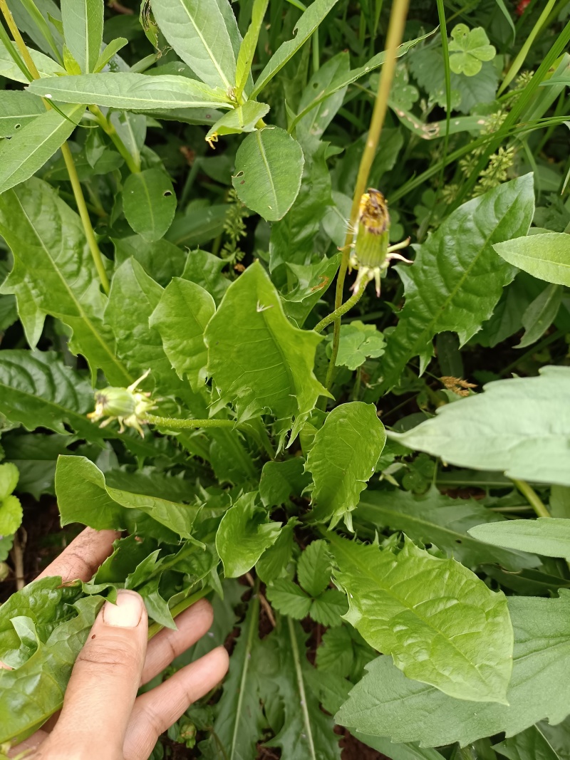 野生蒲公英，大山里自然生长，可泡茶，可做菜。