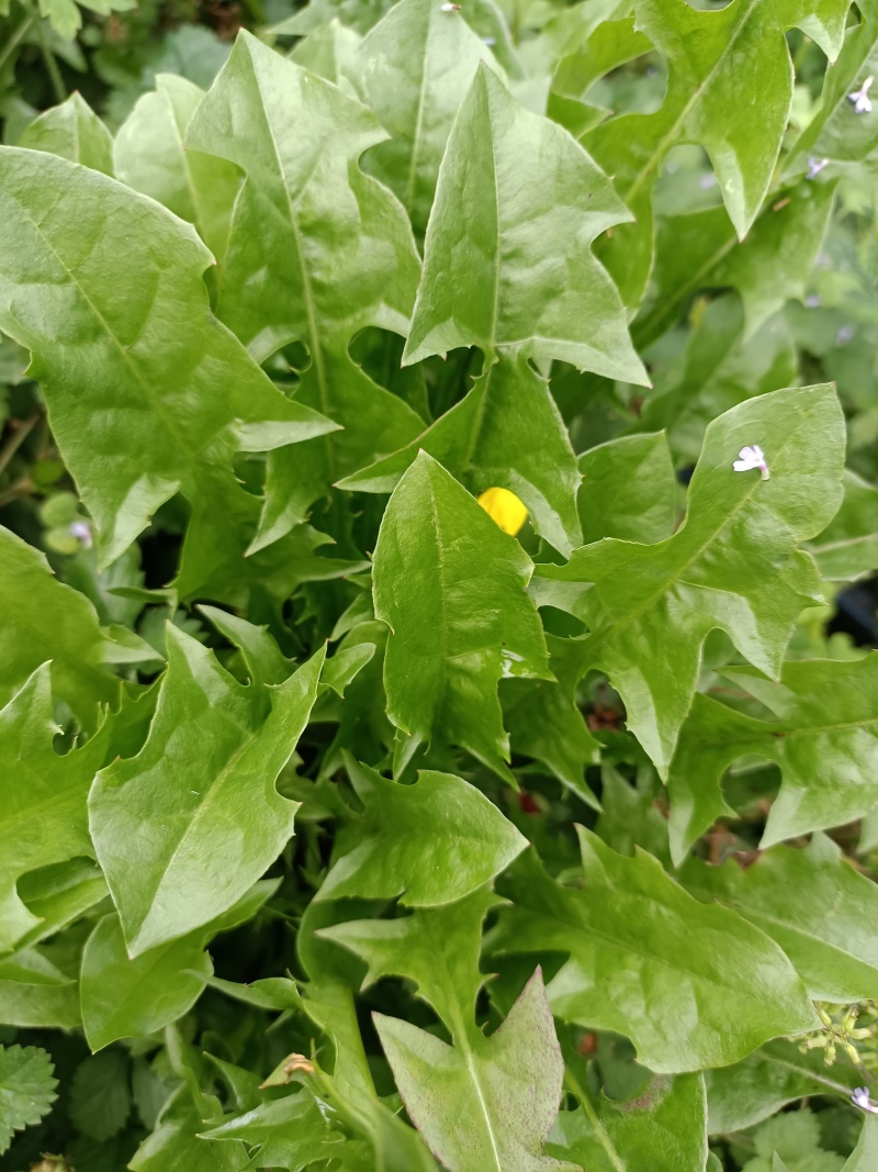 野生蒲公英，大山里自然生长，可泡茶，可做菜。