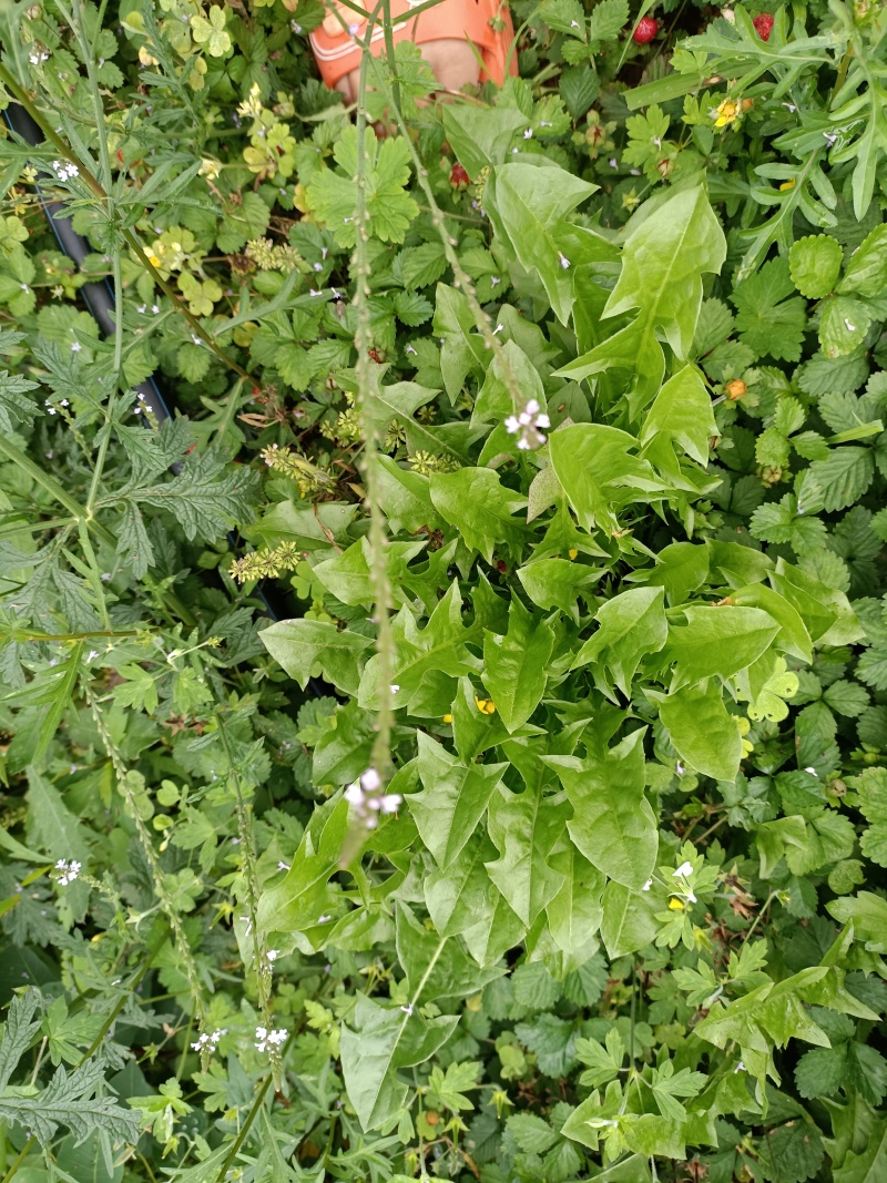 野生蒲公英，大山里自然生长，可泡茶，可做菜。