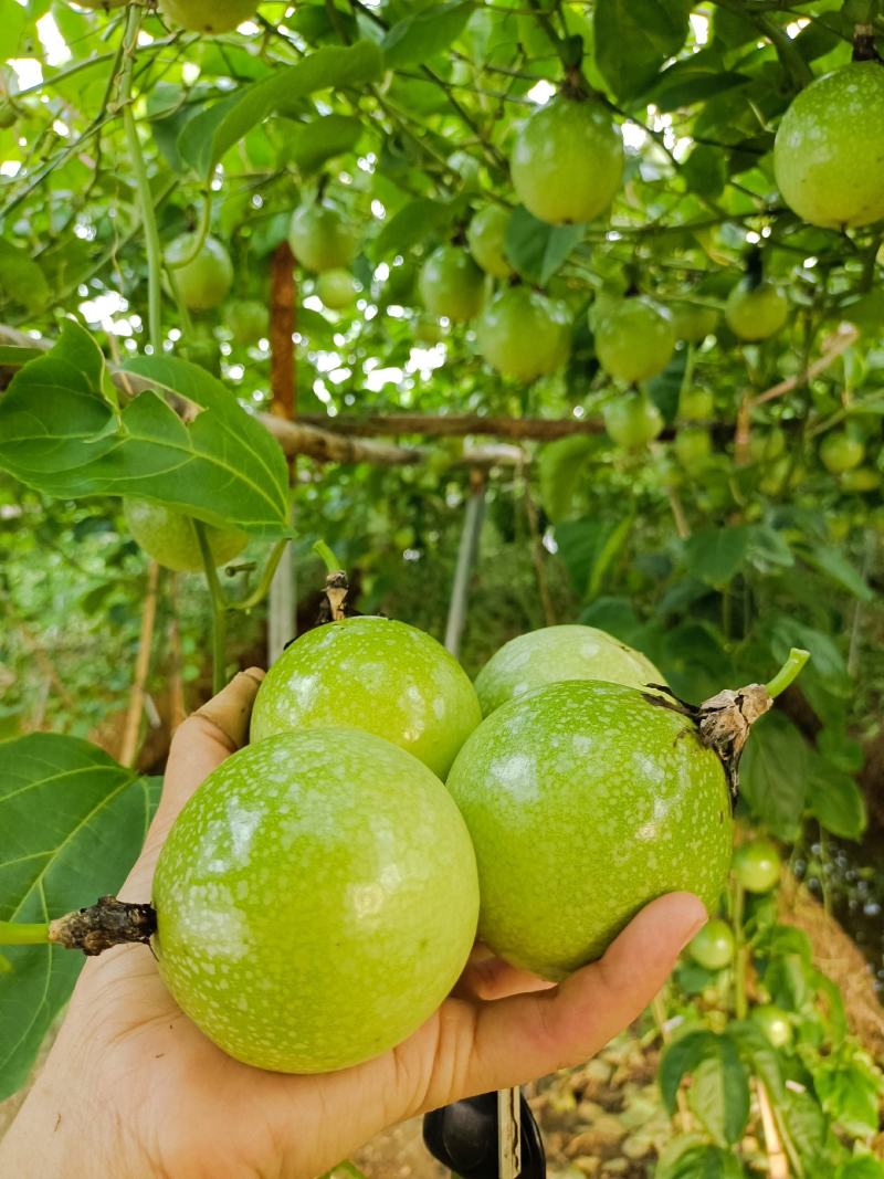 钦蜜9号百香果产地直发大量有货欢迎选购