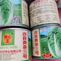 改良青杂三号50g/桶精品大白菜品种