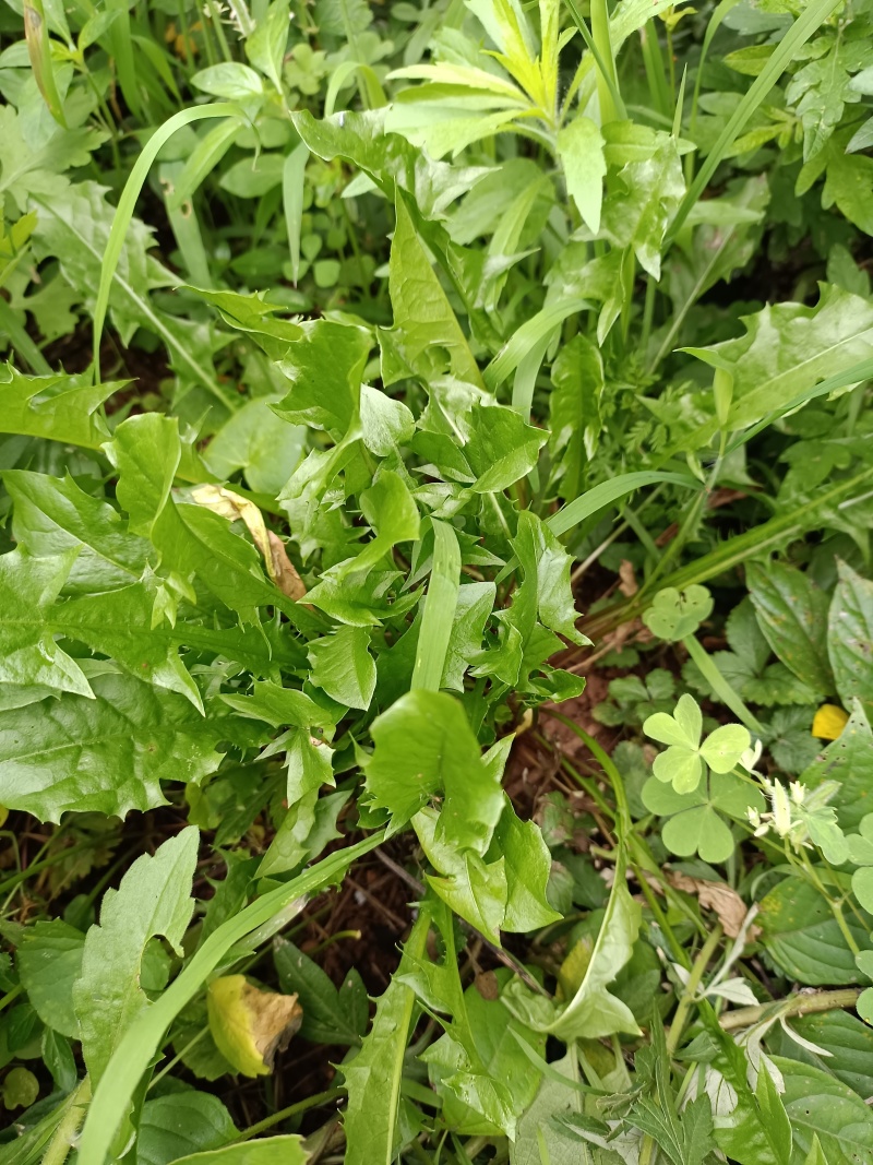 野生蒲公英，大山里自然生长，可泡茶，可做菜。