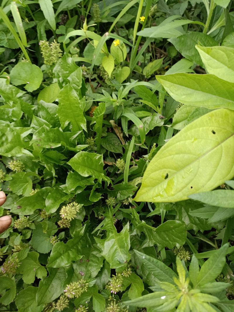 野生蒲公英，大山里自然生长，可泡茶，可做菜。