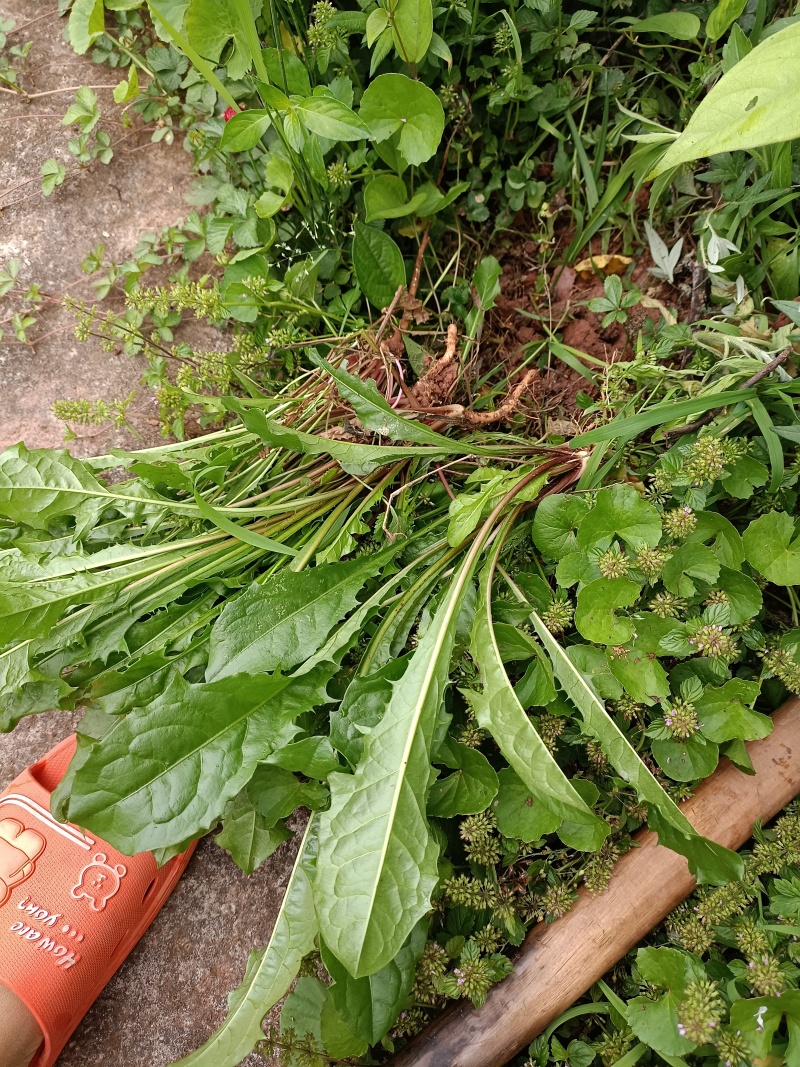 野生蒲公英，大山里自然生长，可泡茶，可做菜。