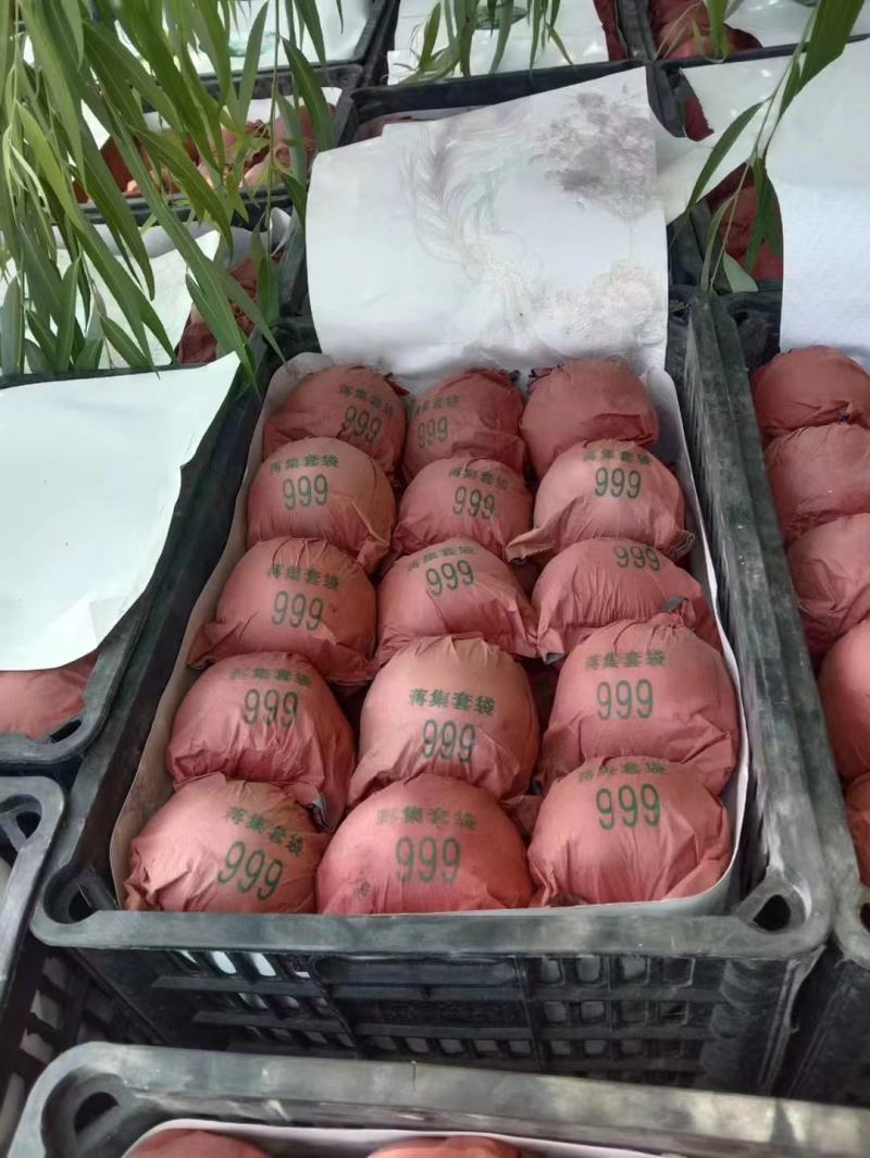精品安徽砀山翠冠梨、丰水梨，现货个大皮薄口感脆甜大量有货