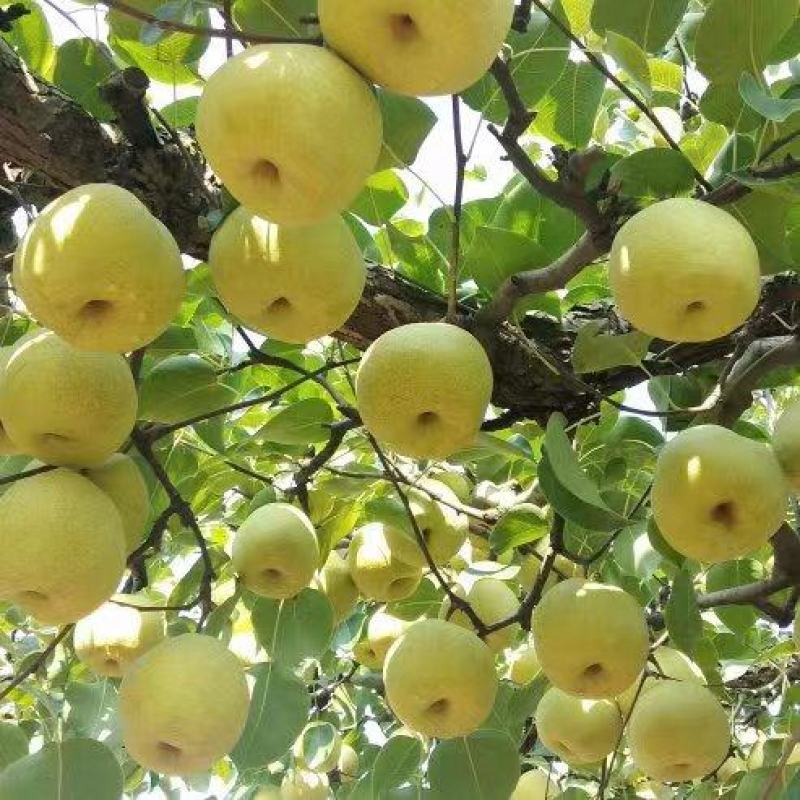 精品安徽砀山翠冠梨、丰水梨，现货个大皮薄口感脆甜大量有货