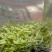 红茶金观音茶新茶叶24年头茬茶叶高山茶叶自产自销量大优惠