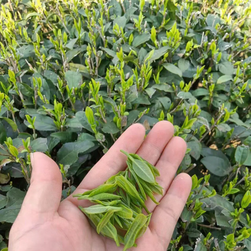 绿茶鲜叶新茶叶24年头茬茶叶高山茶叶自产自销量大优惠