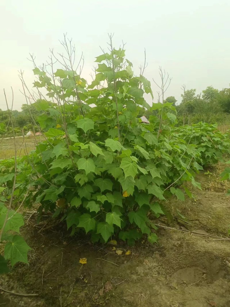 木芙蓉丛生木芙蓉单杆木芙蓉