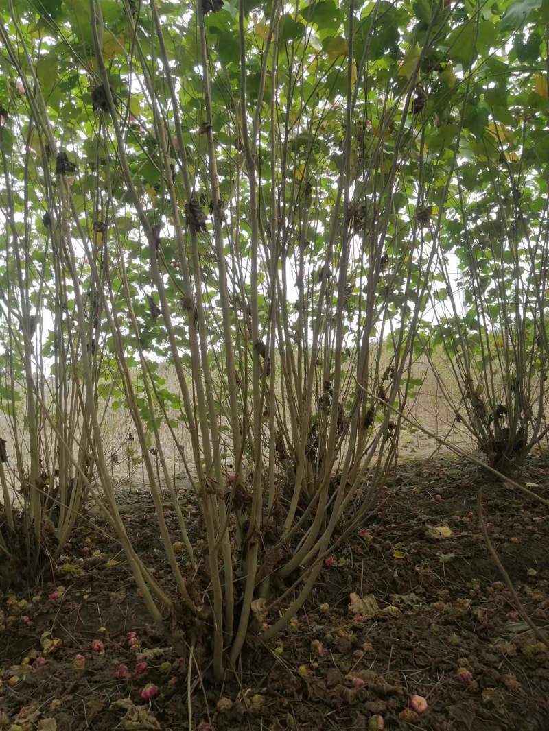 木芙蓉丛生木芙蓉单杆木芙蓉