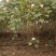 木芙蓉丛生木芙蓉单杆木芙蓉