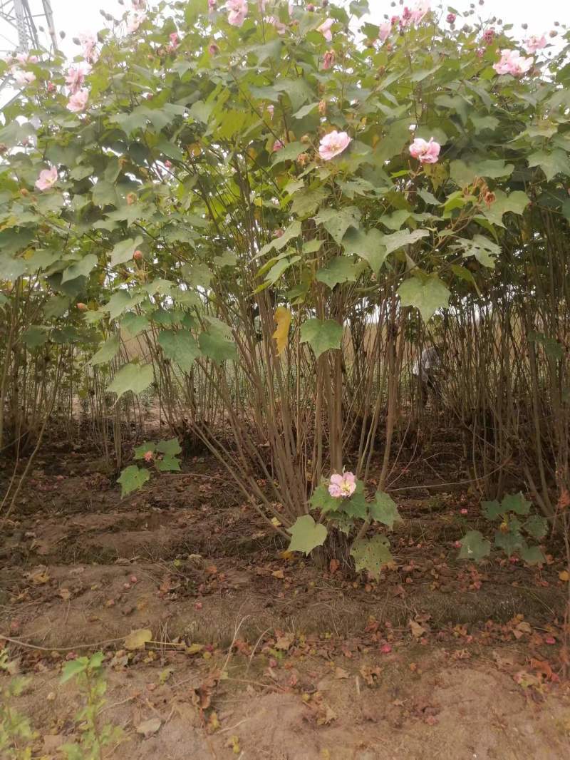木芙蓉丛生木芙蓉单杆木芙蓉