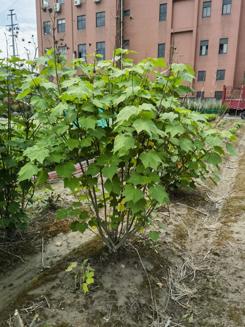 木芙蓉丛生木芙蓉单杆木芙蓉