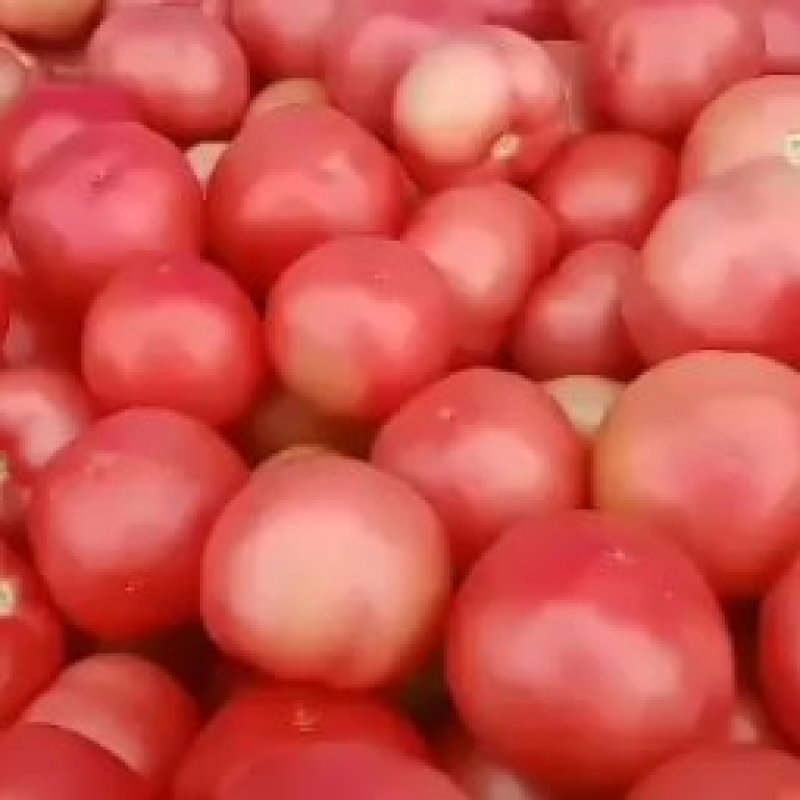 精品西红柿硬粉精品大棚硬粉西红柿大量上市中