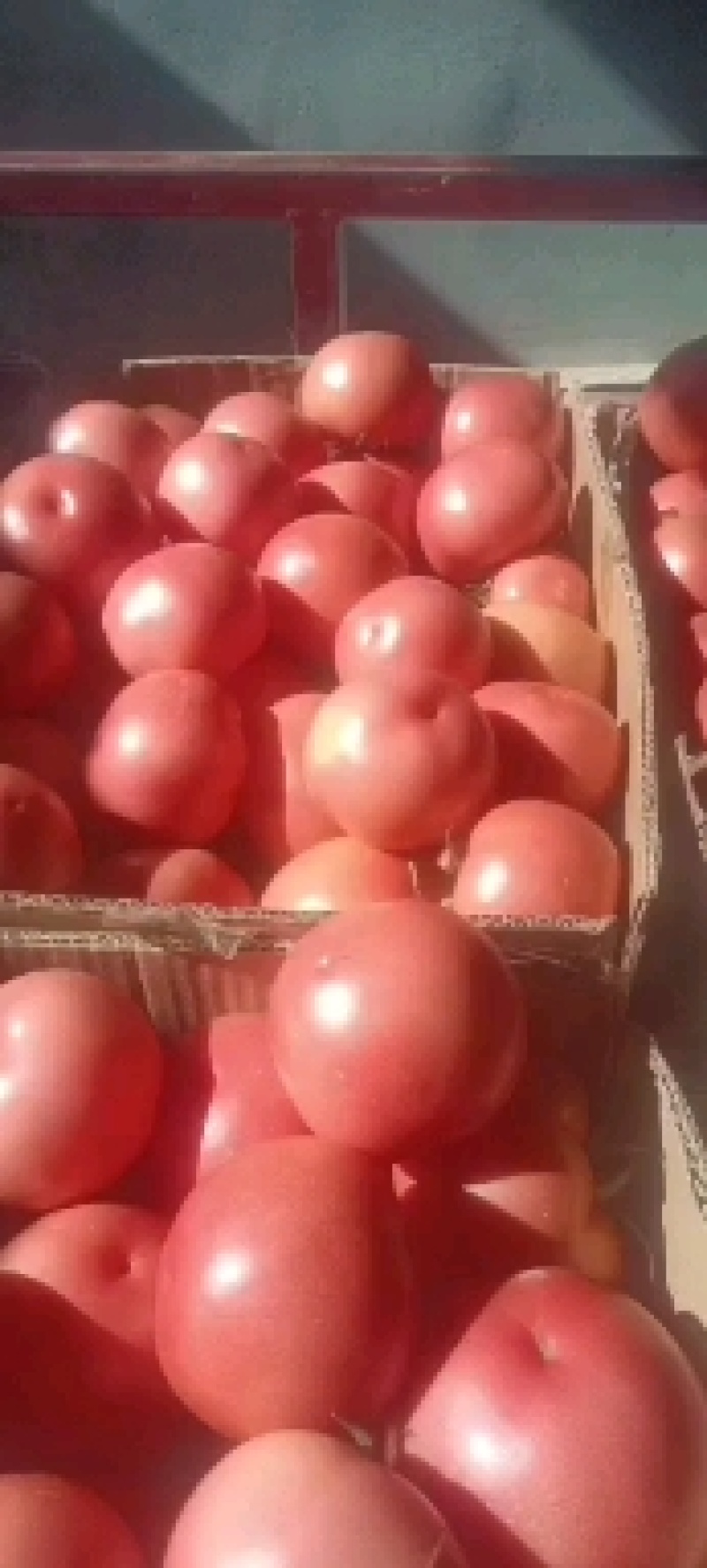 精品西红柿硬粉精品大棚硬粉西红柿大量上市中