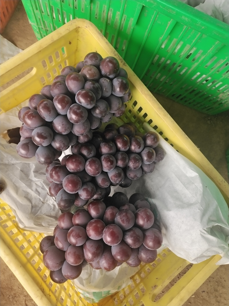 万亩精品巨峰