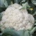 【推荐】甘肃精品松花菜菜花产地大量上价优可视频看货欢迎