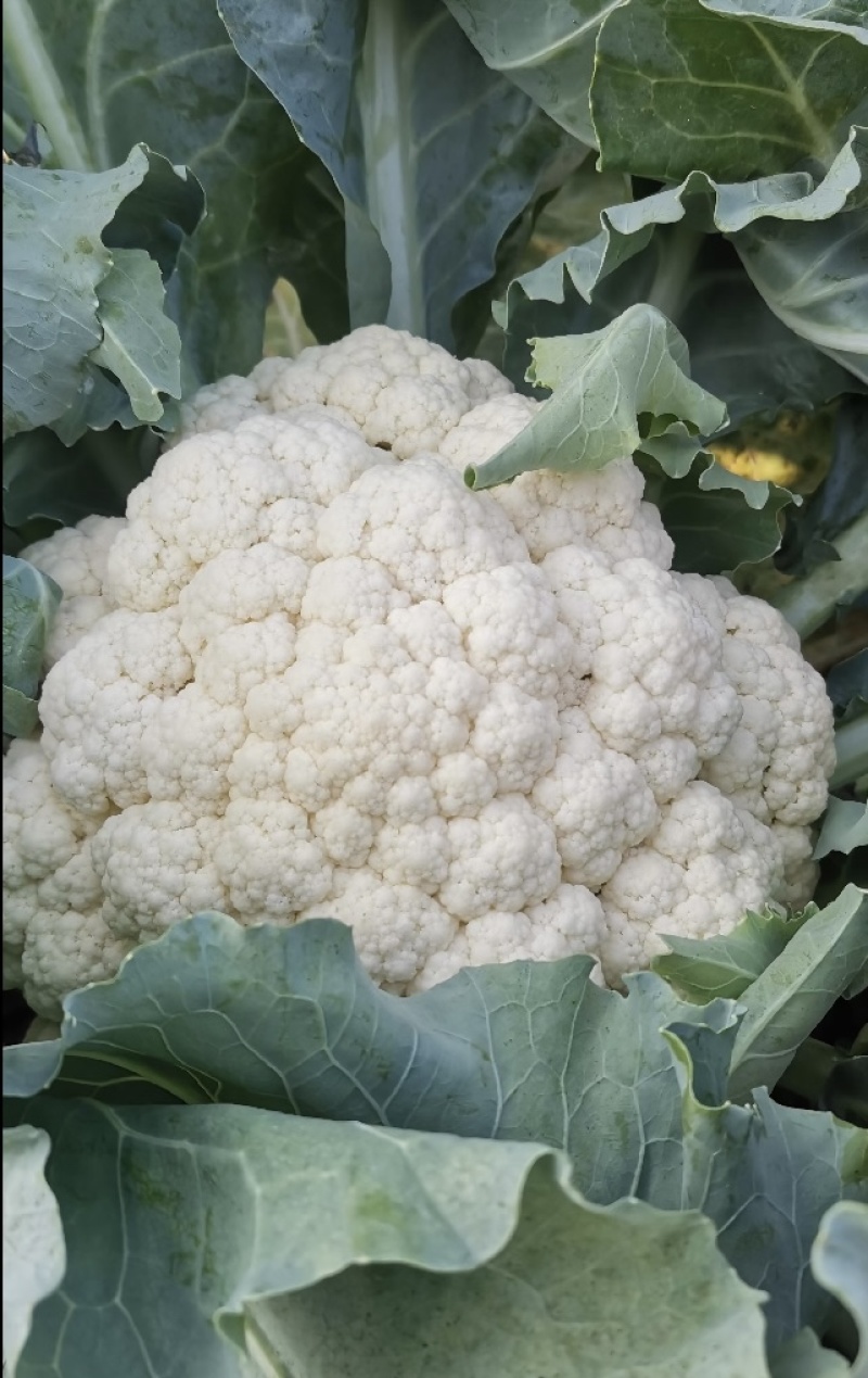 【推荐】甘肃精品松花菜菜花产地大量上价优可视频看货欢迎