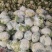 【推荐】甘肃精品松花菜菜花产地大量上价优可视频看货欢迎