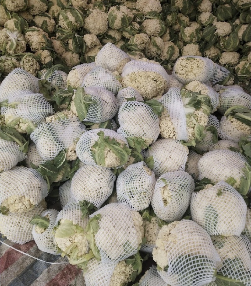 【推荐】甘肃精品松花菜菜花产地大量上价优可视频看货欢迎